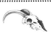 Animal Skull - biro sketch by Ingo