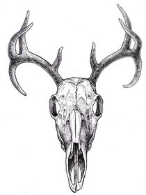 Deer Skull by Anklebones